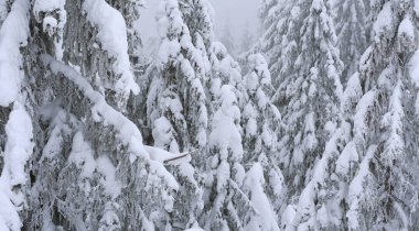 Karla kaplı ağaçlarla kaplı güzel kış manzarası 