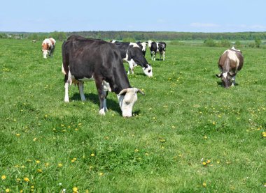 # Güzel inekler yaz otlaklarında #