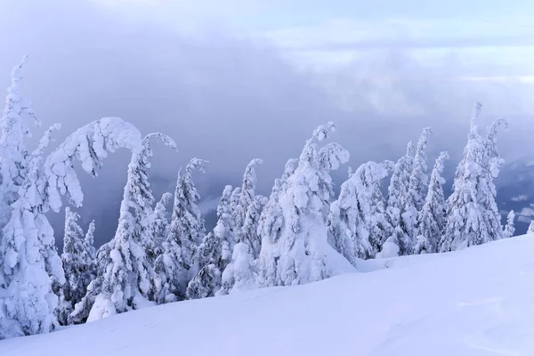 Hermoso Paisaje Invierno Con Árboles Cubiertos Nieve —  Fotos de Stock