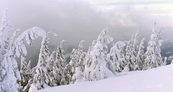 雪に覆われた木々の美しい冬の風景 — ストック写真