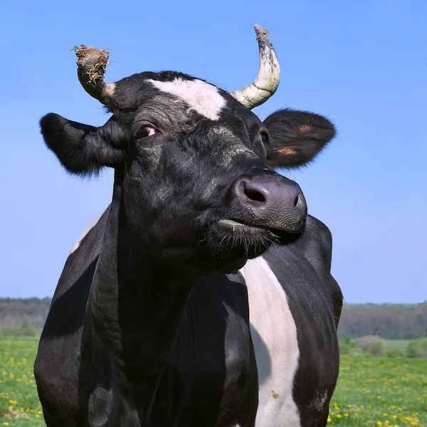Beautiful Cow Summer Meadow — Fotografia de Stock