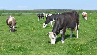 # Güzel inekler yaz otlaklarında #