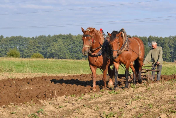 Kalush Ucrania Septiembre 2017 Fallow Field Manual Arow Horse Drawn —  Fotos de Stock