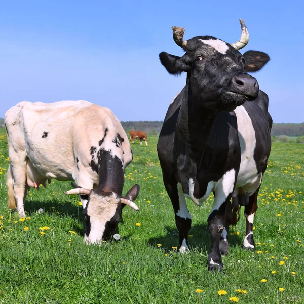 Beautiful Cows Summer Meadow — Foto de Stock