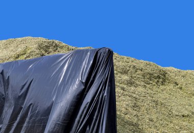 Kuru Çimen Yığını