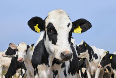 Kalush, Ukrayna - 25 Eylül 2019: Kalush kenti yakınlarındaki bir mandırada hayvancılık için bir bahçede buzağılar i.