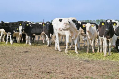 Kalush, Ukrayna - 25 Eylül 2019: Kalush kenti yakınlarındaki bir mandırada hayvancılık için bir bahçede buzağılar i.