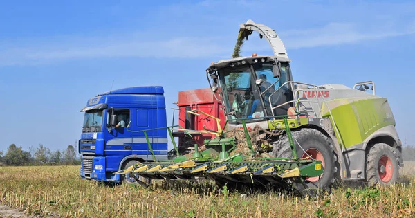 Калуш Украина Сентября 2019 Года Заготовка Кукурузных Сиг Поле Возле — стоковое фото