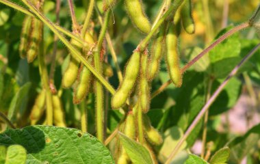 Genç fasulyeler, yaklaşın.