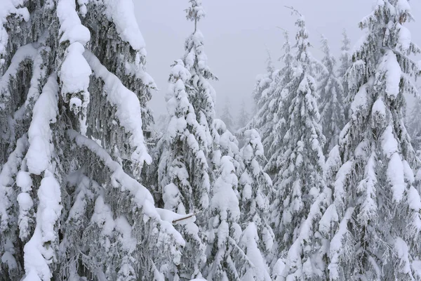 Bela Paisagem Inverno Com Árvores Cobertas Neve — Fotografia de Stock