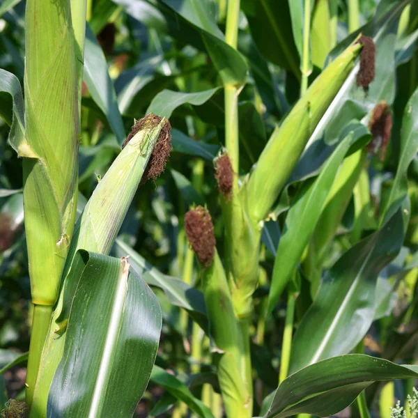 Young Corn Field Closeup — Φωτογραφία Αρχείου