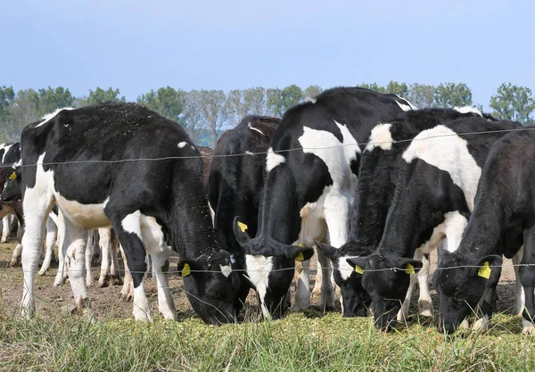 カルシュ ウクライナ 2019年9月25日 カルシュ市近くの酪農場で家畜用の庭で子牛I — ストック写真