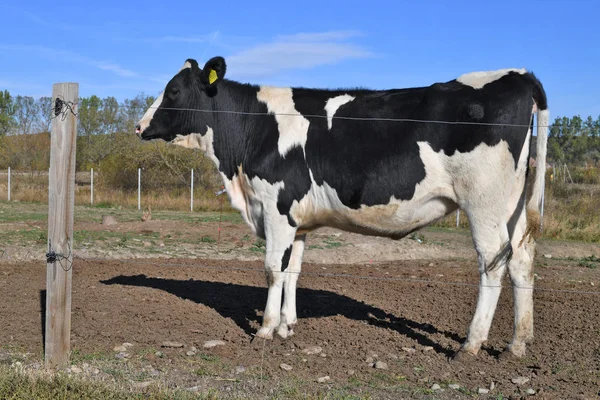 Kalush Ucrânia Outubro 2019 Bezerros Quintal Para Gado Uma Fazenda — Fotografia de Stock