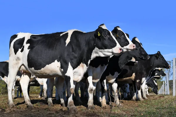 Kalush, Ukraine - September 25, 2019: Cows in a yard for livestock on a dairy farm near the city of Kalush.