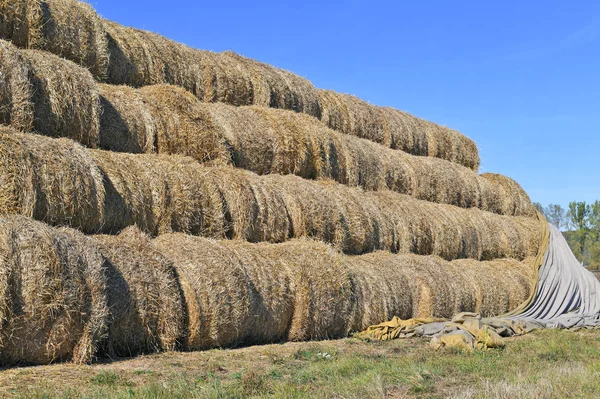 Straw Bales Field Summer — Foto de Stock