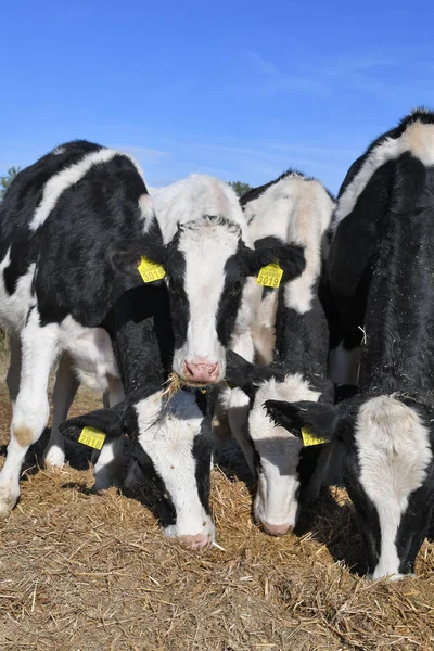 Kalush Ukraine September 2019 Cows Yard Livestock Dairy Farm City —  Fotos de Stock
