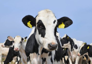 Kalush, Ukraine - September 25, 2019: Cows in a yard for livestock on a dairy farm near the city of Kalush.