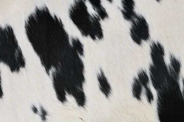 Texture Naturelle Fourrure Vache Gros Plan — Photo