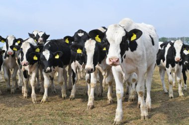 Kalush, Ukraine - September 25, 2019: Cows  in a yard for livestock on a dairy farm near the city of Kalush.