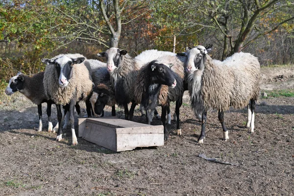 Schapen Een Weiland Het Herfstlandschap — Stockfoto