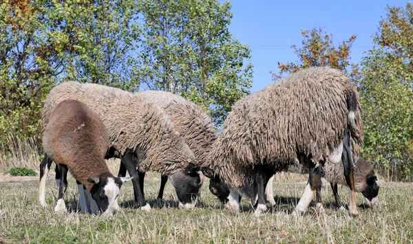 Sheep on a pasture in the autumn landscape.