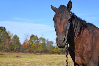 At kafası çayırda