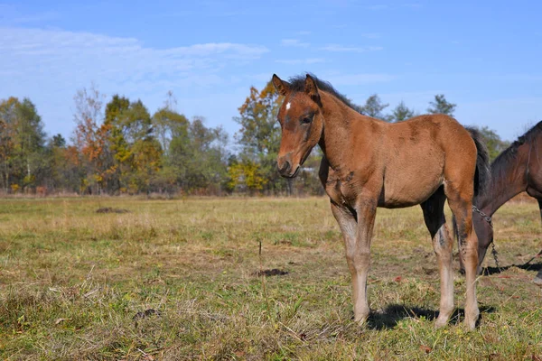 Beautiful Brown Horses Pasture — Stock Photo, Image