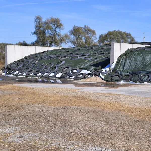 Tranchées Silo Remplies Aliments Pour Bétail Préparées Pour Entreposage Long — Photo