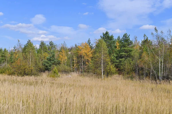 Edge Forest Bright Autumn Landscape — Stock Photo, Image