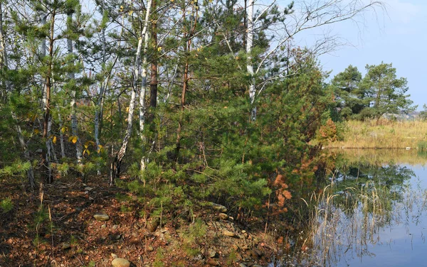 池塘岸边有树木的秋天风景 — 图库照片