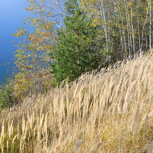 Herfst Landschap Met Bomen Aan Oever Van Vijver — Stockfoto