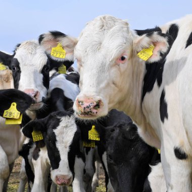 Kalush, Ukrayna - 2 Ekim 2019: Kalush kenti yakınlarındaki bir mandıra çiftliğinde çiftlik hayvanı yetiştirmek için kullanılan buzağılar.