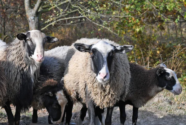 Moutons Sur Pâturage Dans Paysage Automne — Photo