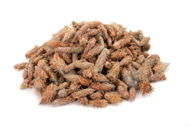 Çam beyaz arka plan üzerinde izole tohumları yayılır