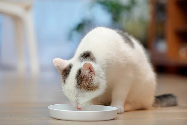 Young white cat drinks water from plate with empty space for text