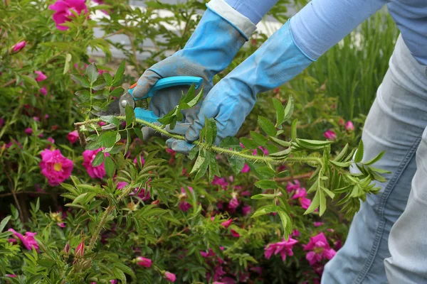 Mulher Corta Uma Rosa Alpinista Selvagem Com Tesoura Poda — Fotografia de Stock