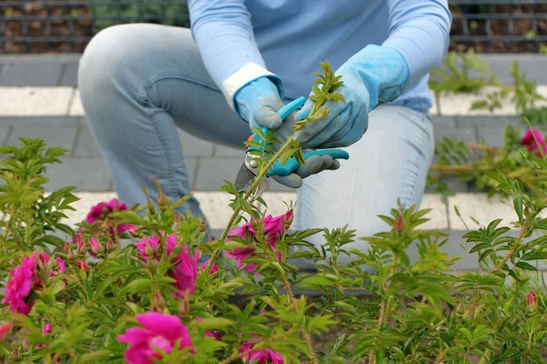 Woman cuts a wild climber roses with pruning shear