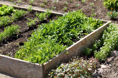 Bahçede yetişen taze taze bahar roka 'sı