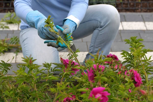 Mulher Corta Uma Rosa Alpinista Selvagem Com Tesoura Poda — Fotografia de Stock