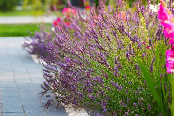 Lavender Garden Summer Afternoon Empty Space Text — Stock Photo, Image
