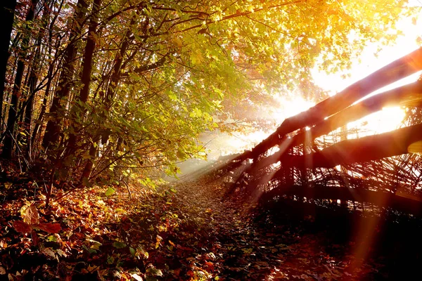 Vue Automne Route Dans Forêt Long Clôture Coucher Soleil Espace — Photo