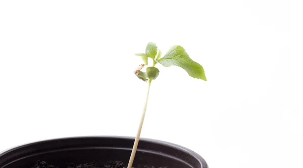 Tumbuh Dari Pohon Ceri Jepang — Stok Foto