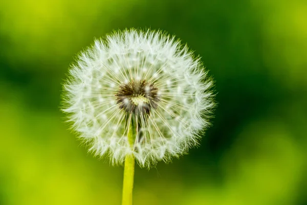 Maskrosfrön Morgonen Solljus Blåser Iväg Över Fräsch Grön Bakgrund — Stockfoto