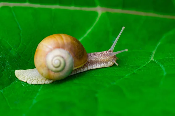 Schnecke Garten Auf Grünem Blatt — Stockfoto