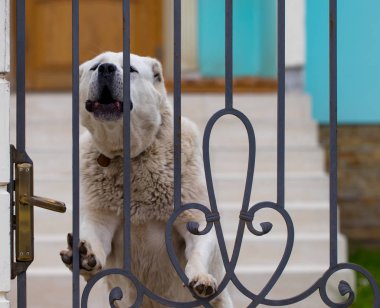 Kapıda duran alabai (Orta Asya çoban köpeği).