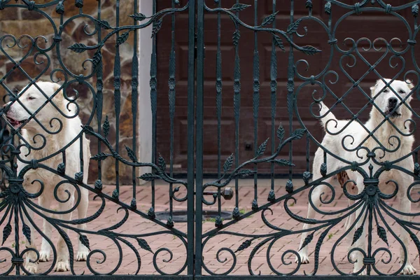 Kapıda duran alabai (Orta Asya çoban köpeği).