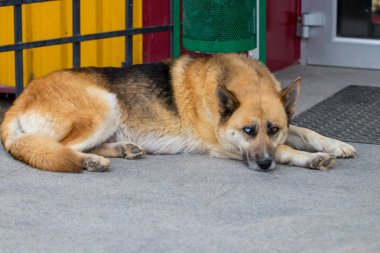 Alman çoban köpek bir ev ön verandaya yalan.