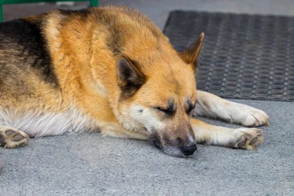 Alman çoban köpek bir ev ön verandaya yalan.