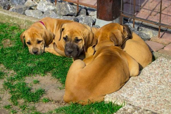 Güney Afrika Boerboel kukla - Bahçe dışında oyunda.