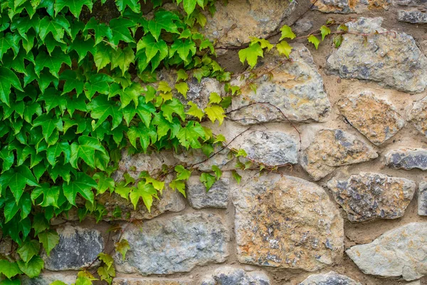 Πράσινα Φύλλα Πράσινα Φύλλα Τοίχο Υφή Καλοκαιρινό Φόντο — Φωτογραφία Αρχείου